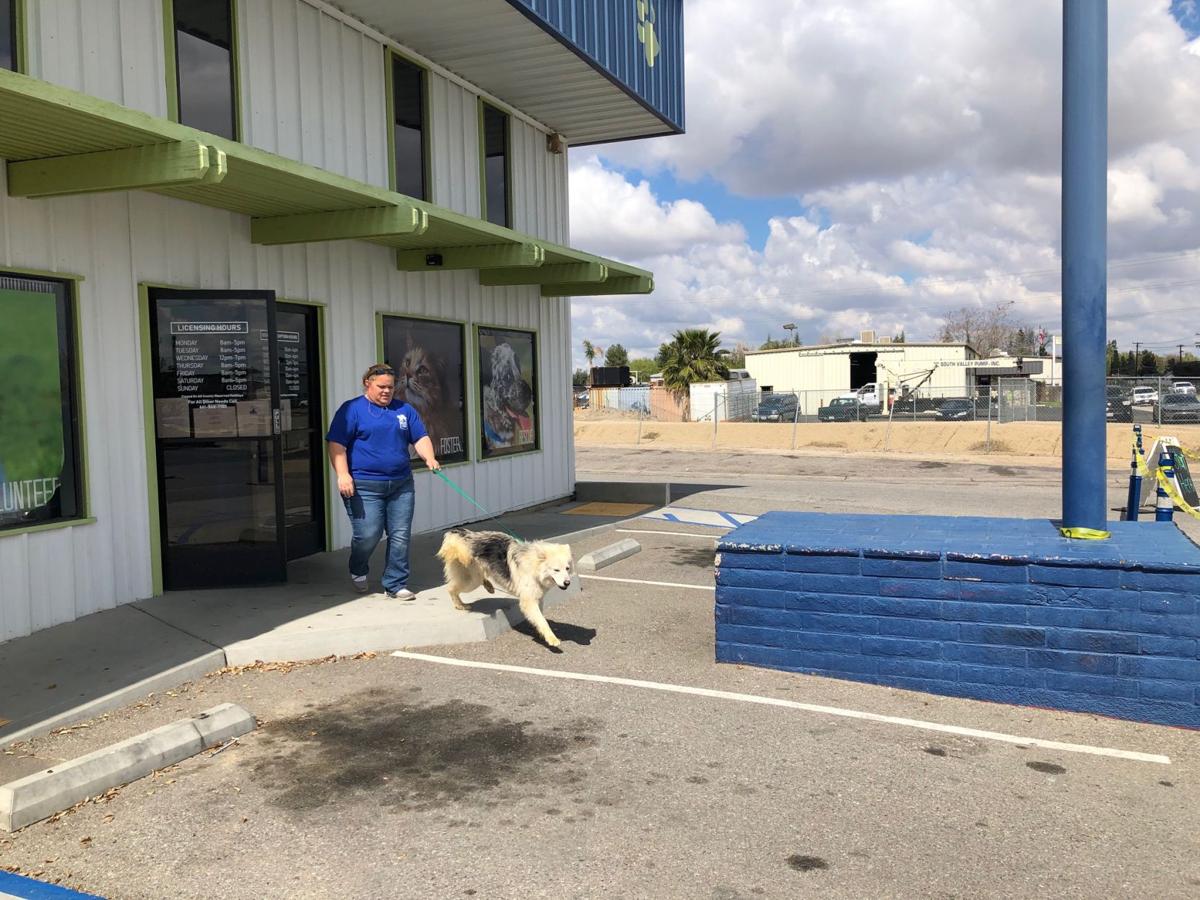 County animal shelter 'floored' by response to foster drivethru News