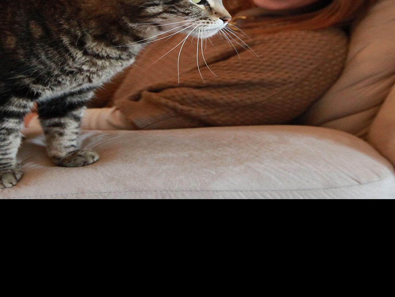 Tara The Hero Cat To Appear On My Cat From Heaven Segment