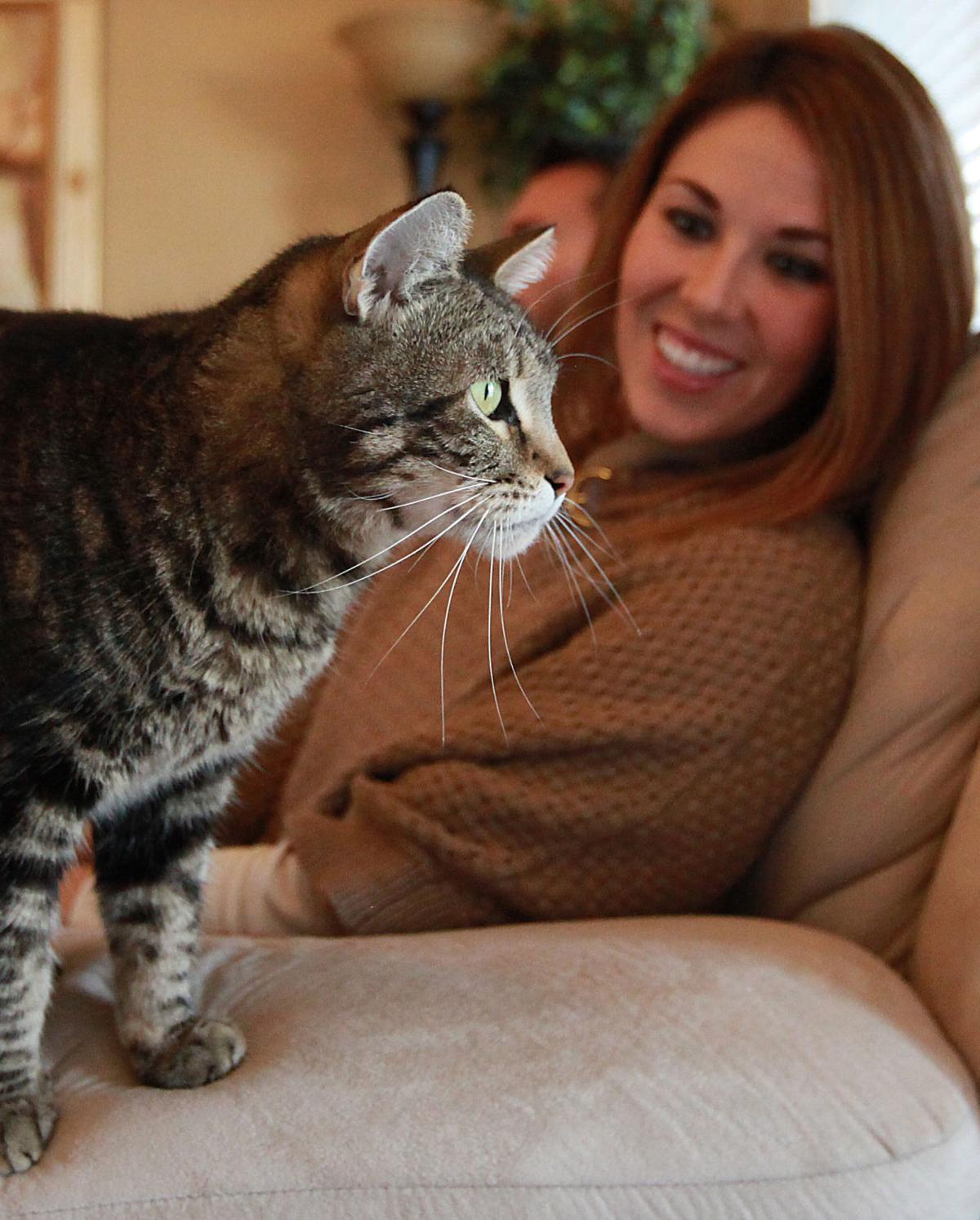 Tara The Hero Cat To Appear On My Cat From Heaven Segment