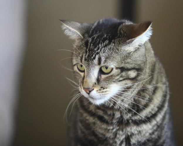 Grumpy-looking cat goes viral, cheers millions
