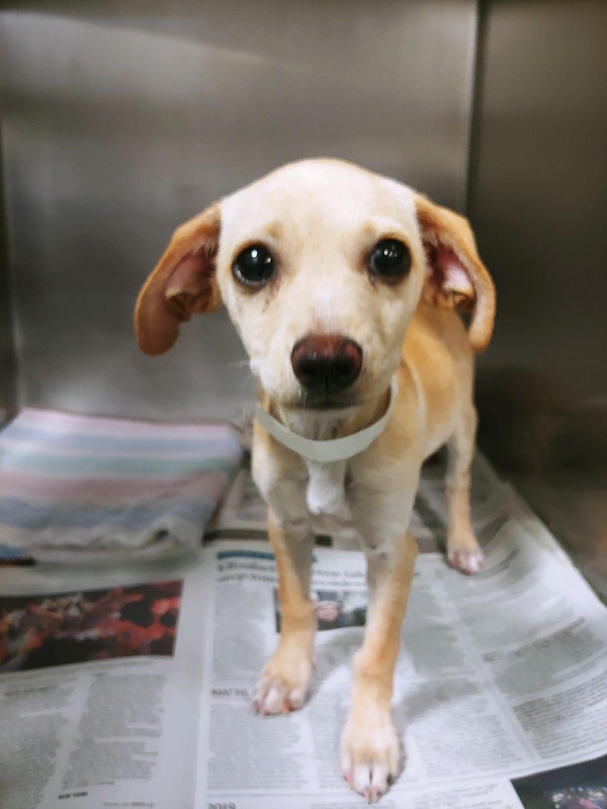 Take me home! Animals available for adoption Entertainment