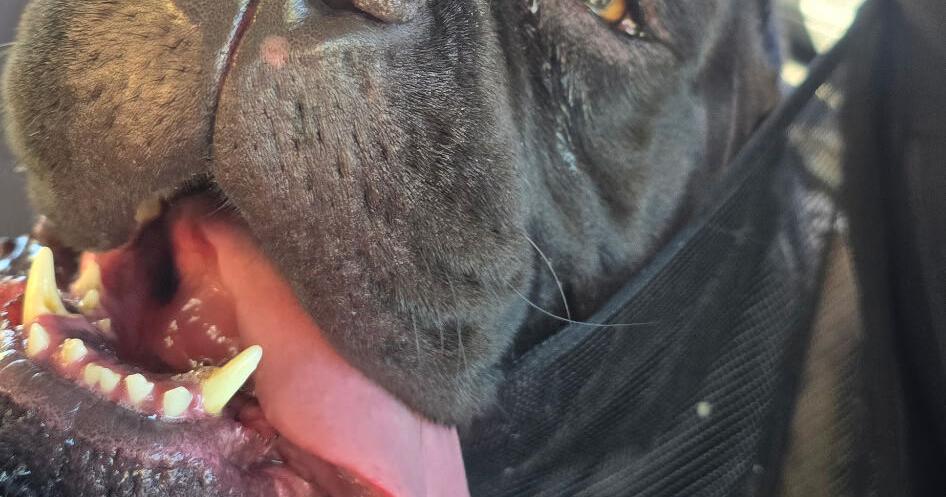 The pets of summer: Kimber