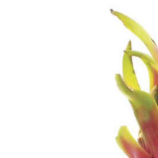 Blox Fruit Dragon Fruit Price Your Body Superfruits Bakersfield Com your body superfruits bakersfield com