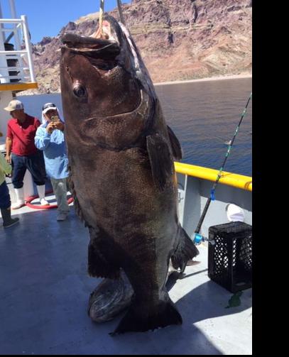 Local angler hauls in monster catch from Sea of Cortez, Sports