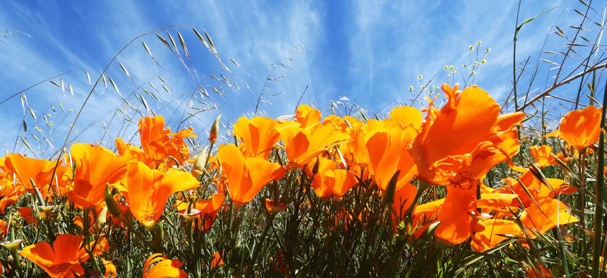 20200507-bc-poppies