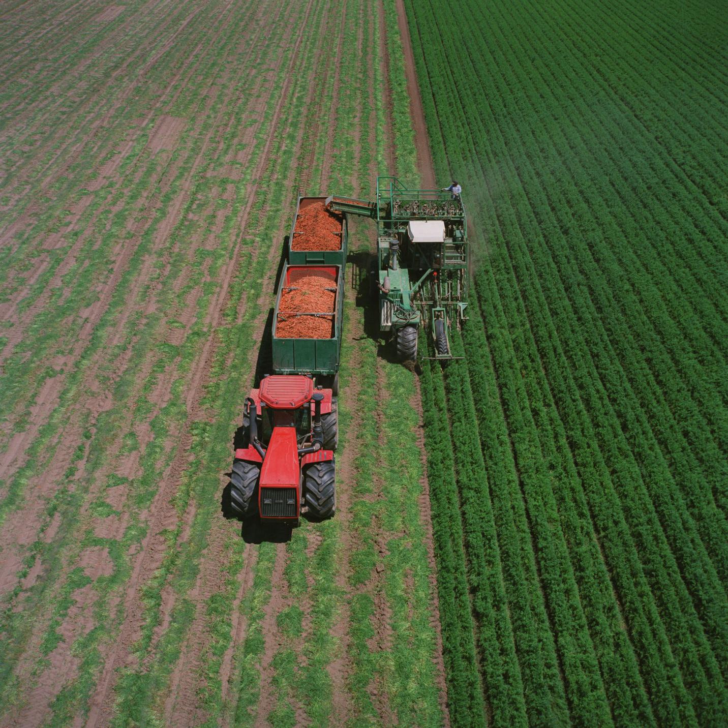 Grimmway Farms Finds A Buyer In Indiana News Bakersfield Com Grimmway Farms Finds A Buyer In Indiana News Bakersfield Com