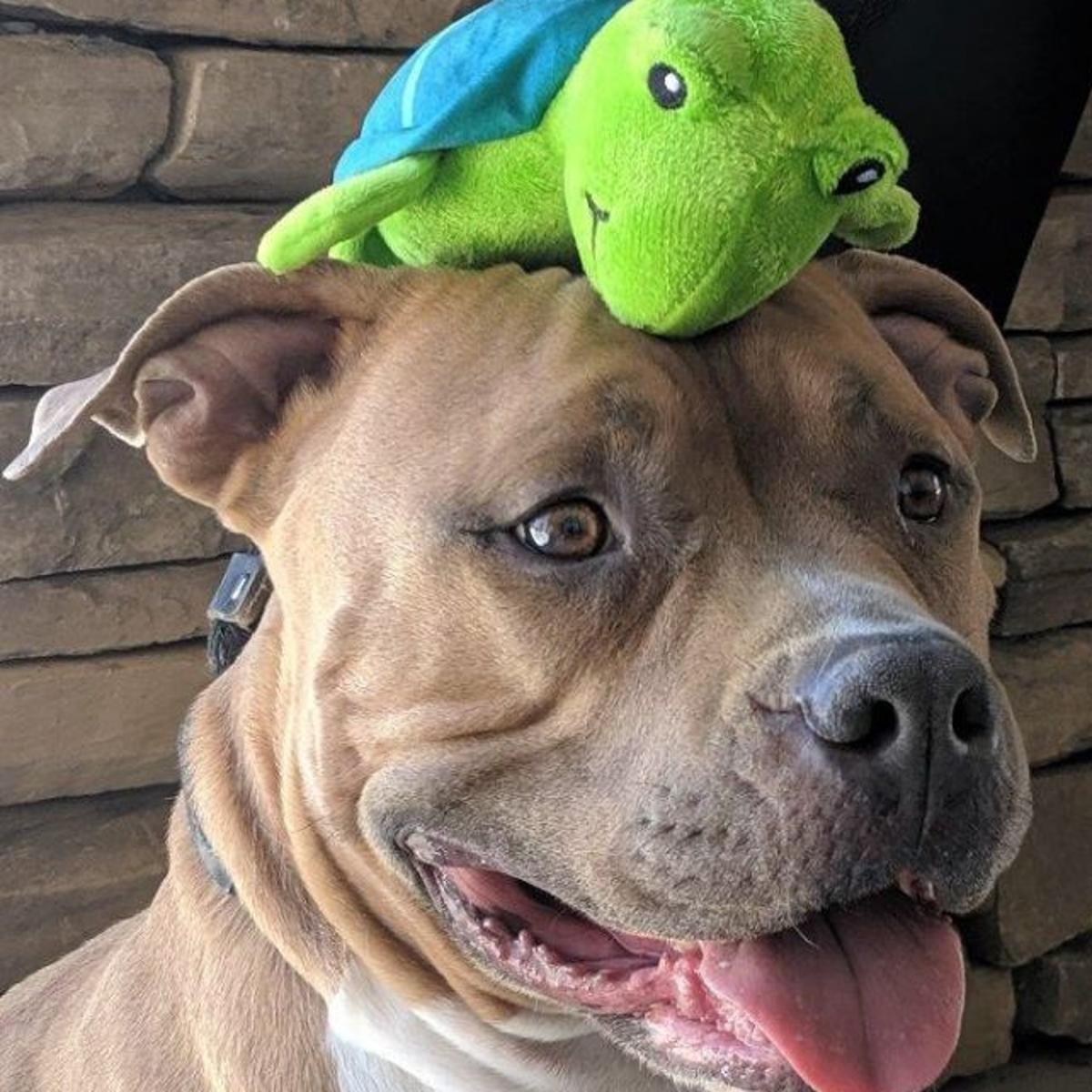 no dog attacks that kill people are