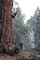 Save Our Sequoias Act, other forest and fire bills taken up by Senate committee