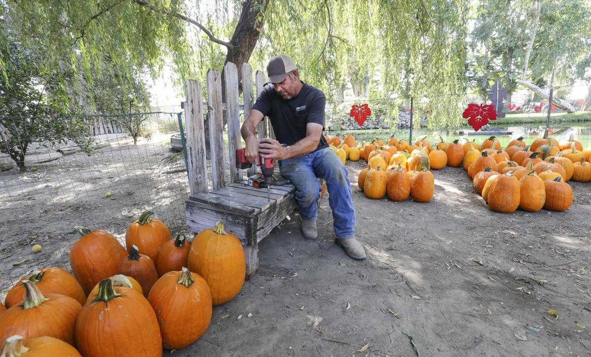 PHOTO GALLERY Banducci Family Pumpkin Patch is preparing to open to