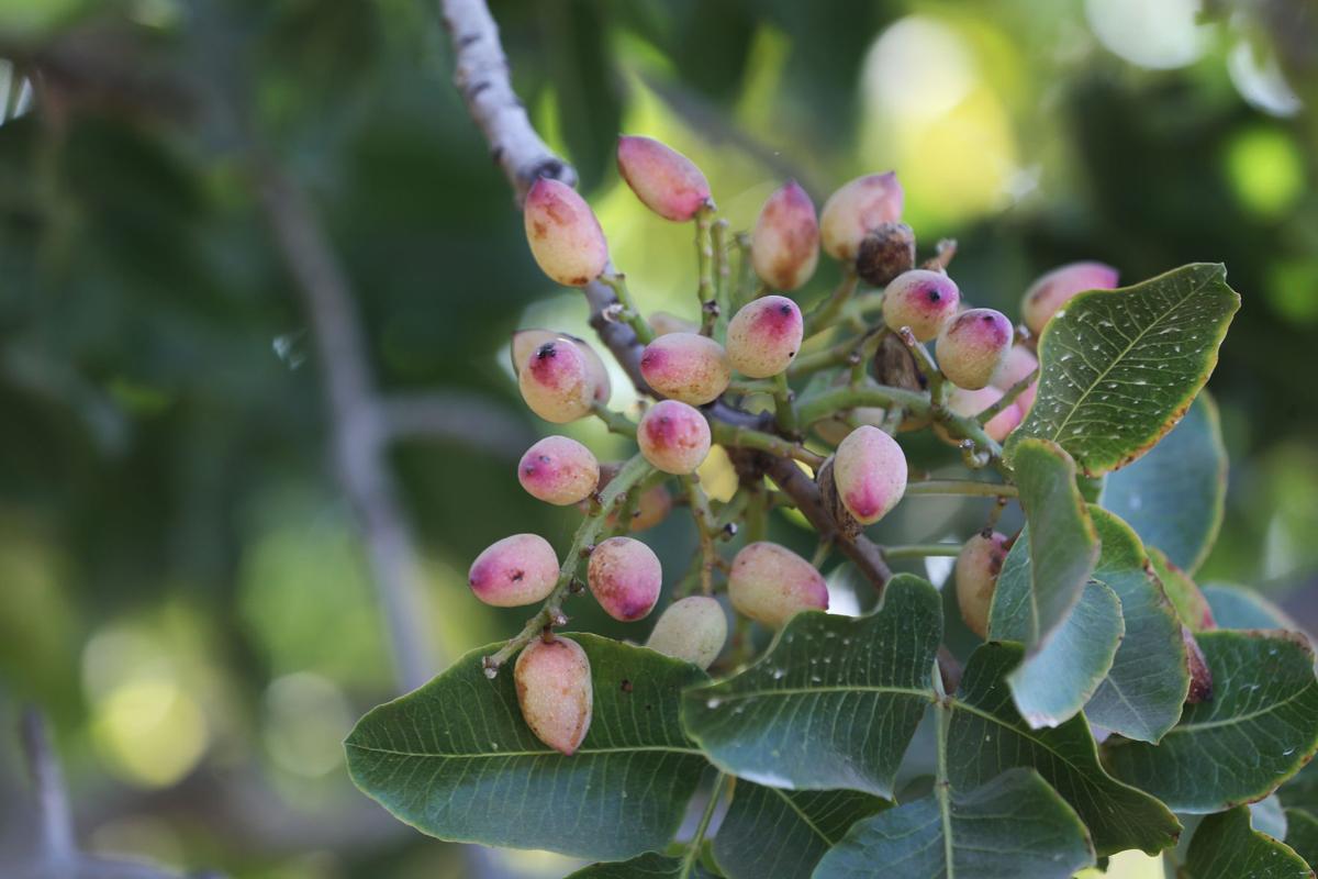 Pistachio production, revenues on the rise in Kern News