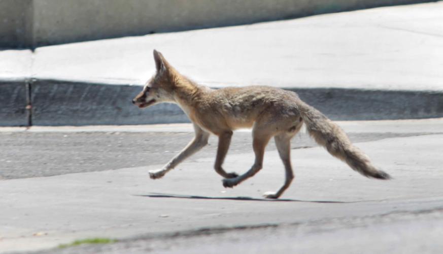 Deadly disease decimates San Joaquin Valley kit foxes, but efforts