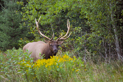 Elk