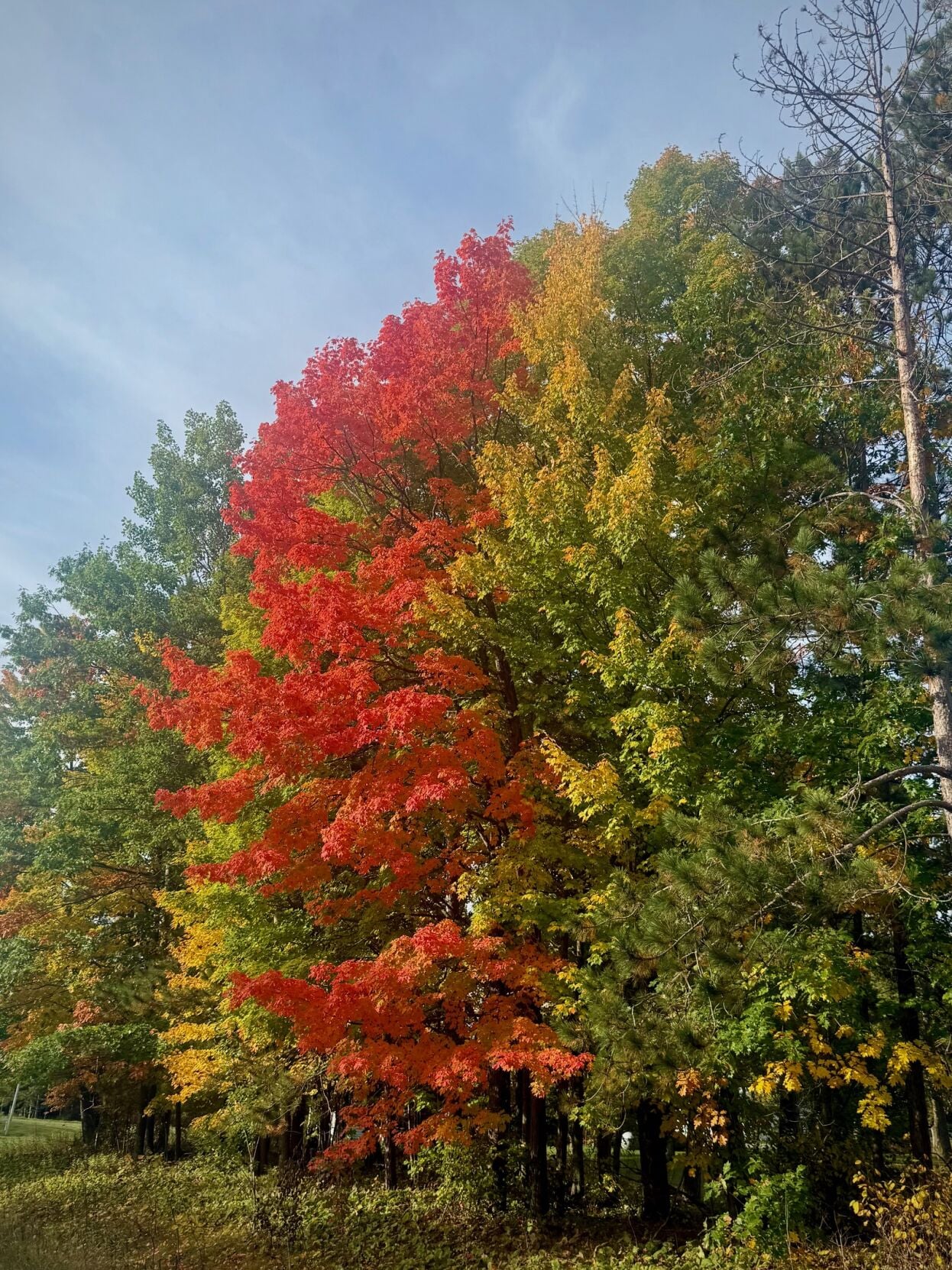Mid Fall Gardening To-Do List | Opinion | baldwin-bulletin.com