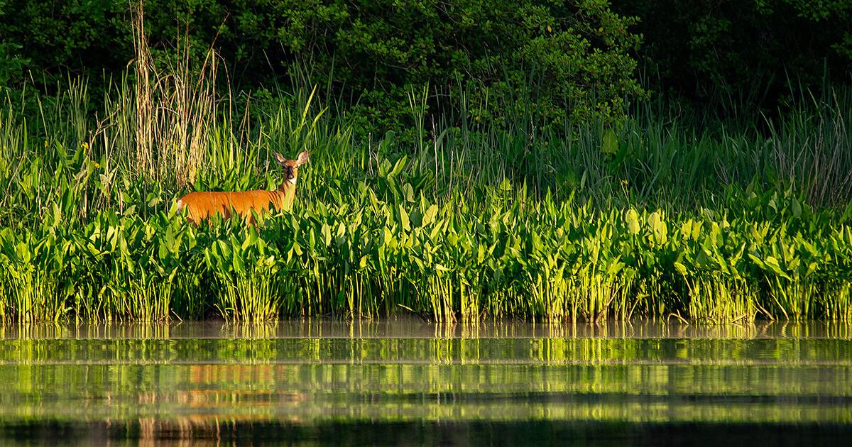 Maryland to focus restoration efforts on five watersheds, but funding is in doubt
