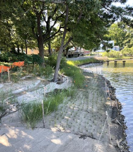 Living shoreline Elizabeth River