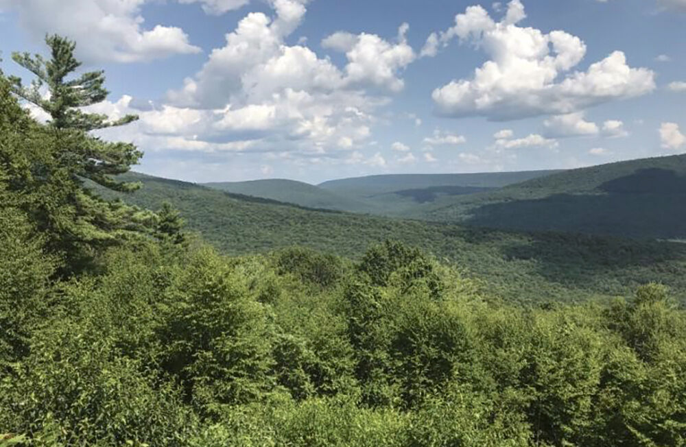 Forests growing over shale bedrock help fight climate change | Climate ...