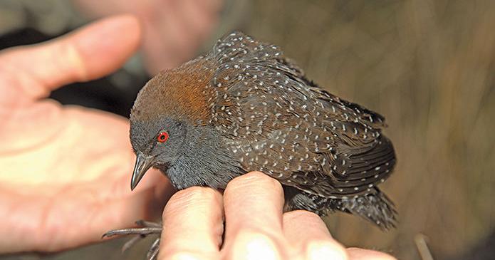 Endangered Rails USFWS adds black rails to “threatened” list, some say too late ...