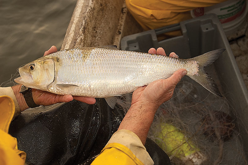 Blueback Herring - Delaware Fish Facts