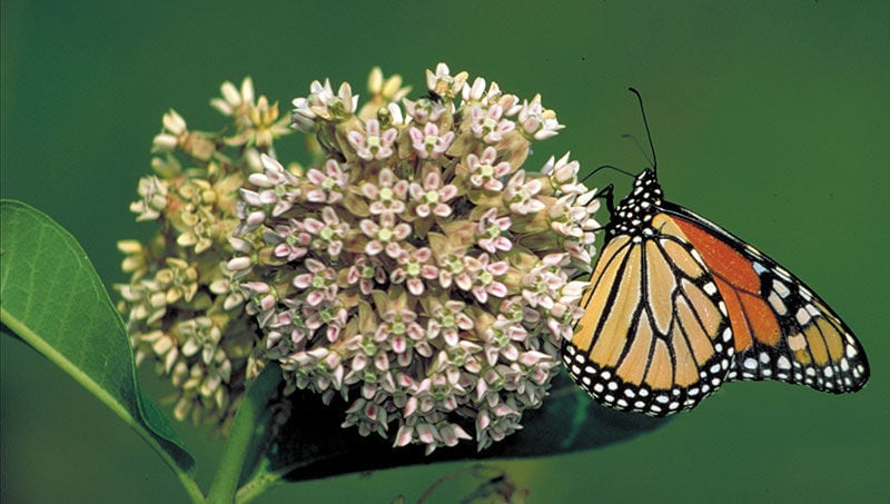 More Milkweed For The Monarchs, Please | Steward's Corner | Bayjournal.com