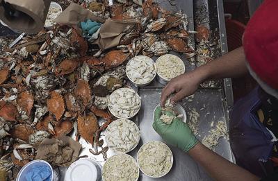 Picking crab meat at a processing facility