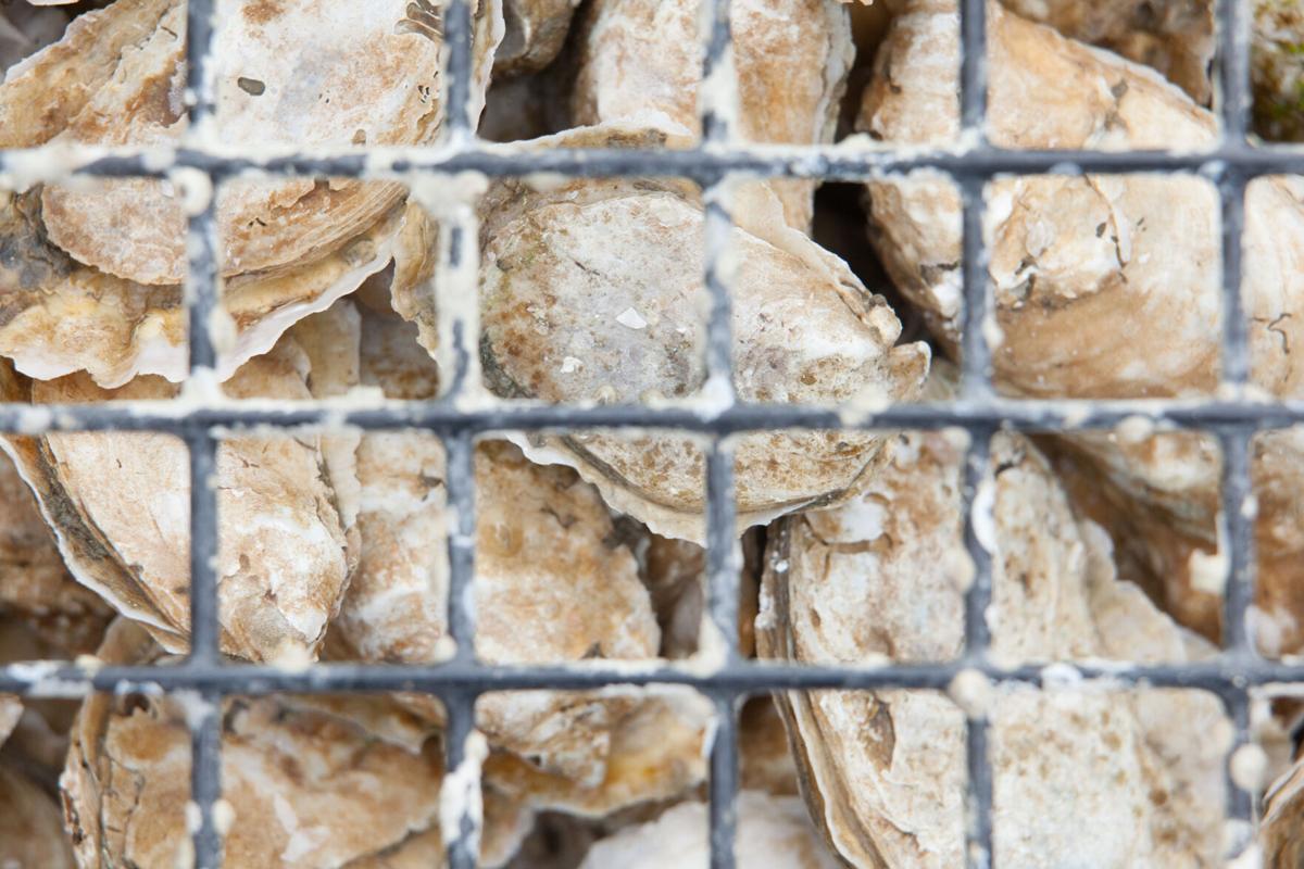 Oysters in cage