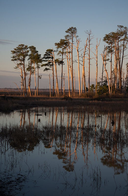 Experience Harriet Tubman S Eastern Shore Travel Bayjournal Com