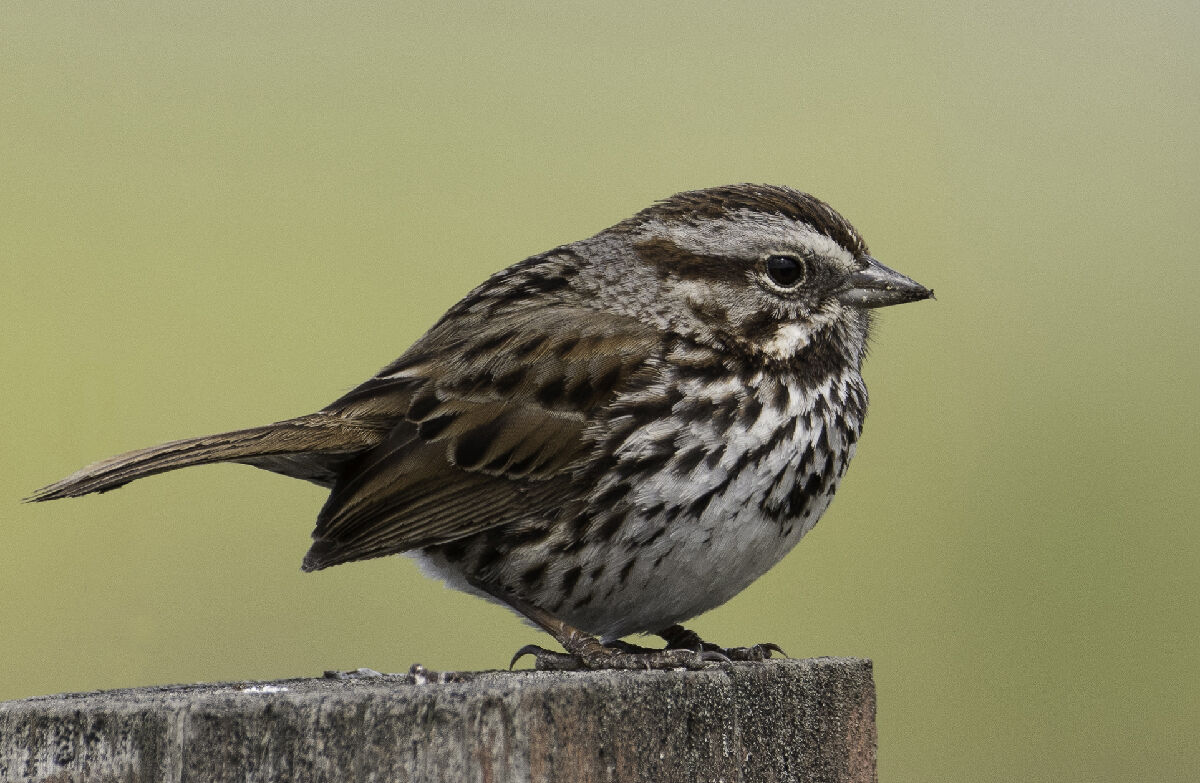 If the song sparrow is singing, it must be summer | On the Wing