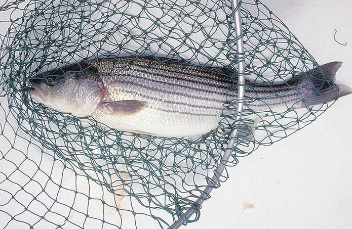 Young-of-year rockfish surveys have mixed news