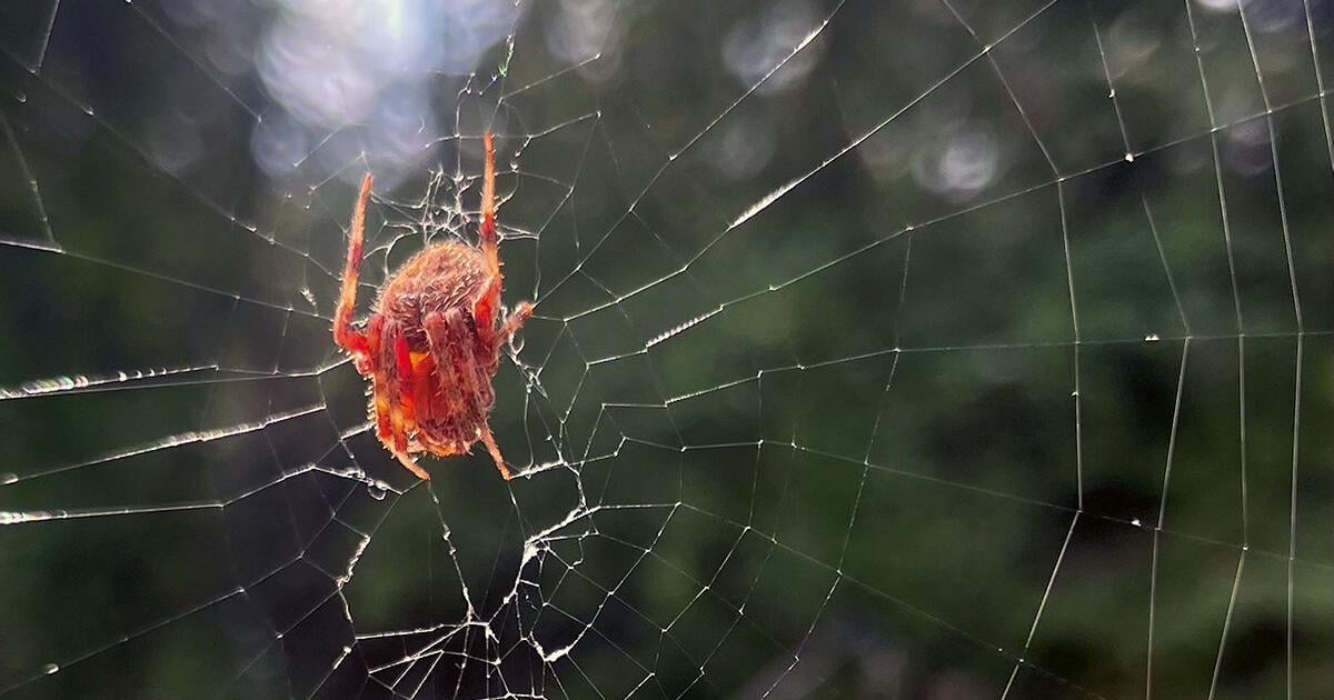 Vip Spider The webby world of spiders | Chesapeake Challenge | bayjournal.com
