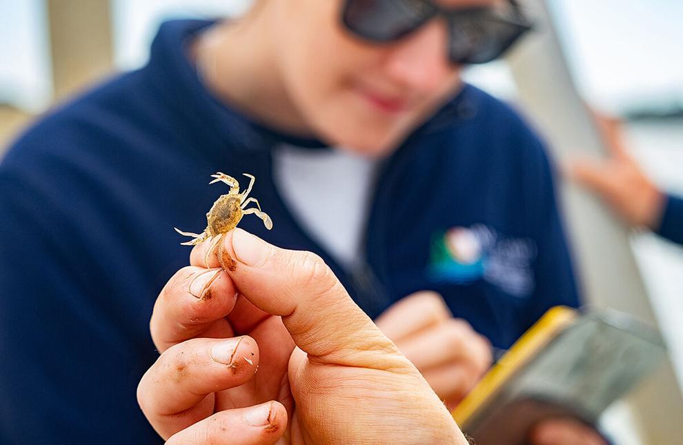 Chesapeake crab population rallies a bit from long-term slump
