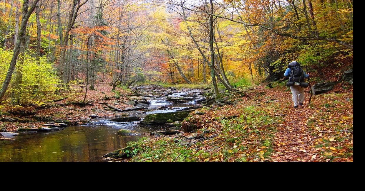 Wildlife, water quality depend on streamside forests | Bay Naturalist ...