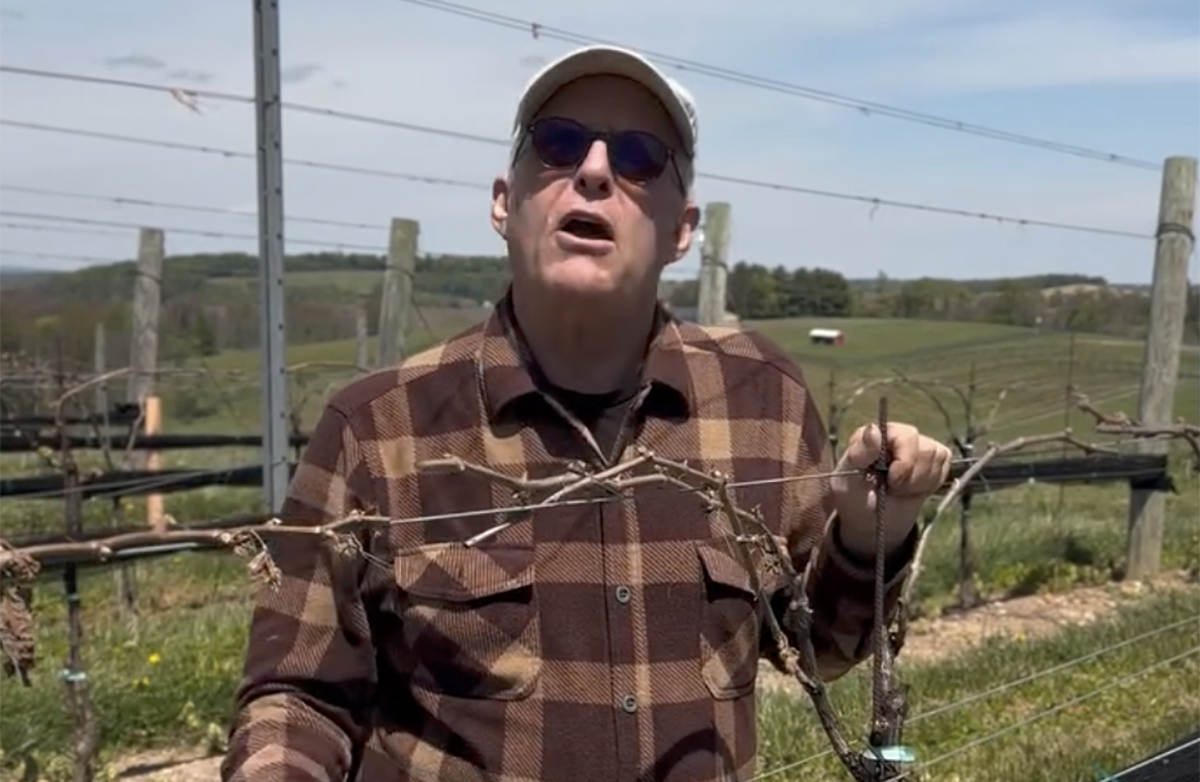 Crippled by a spring cold snap, Maryland wineries replant and reset