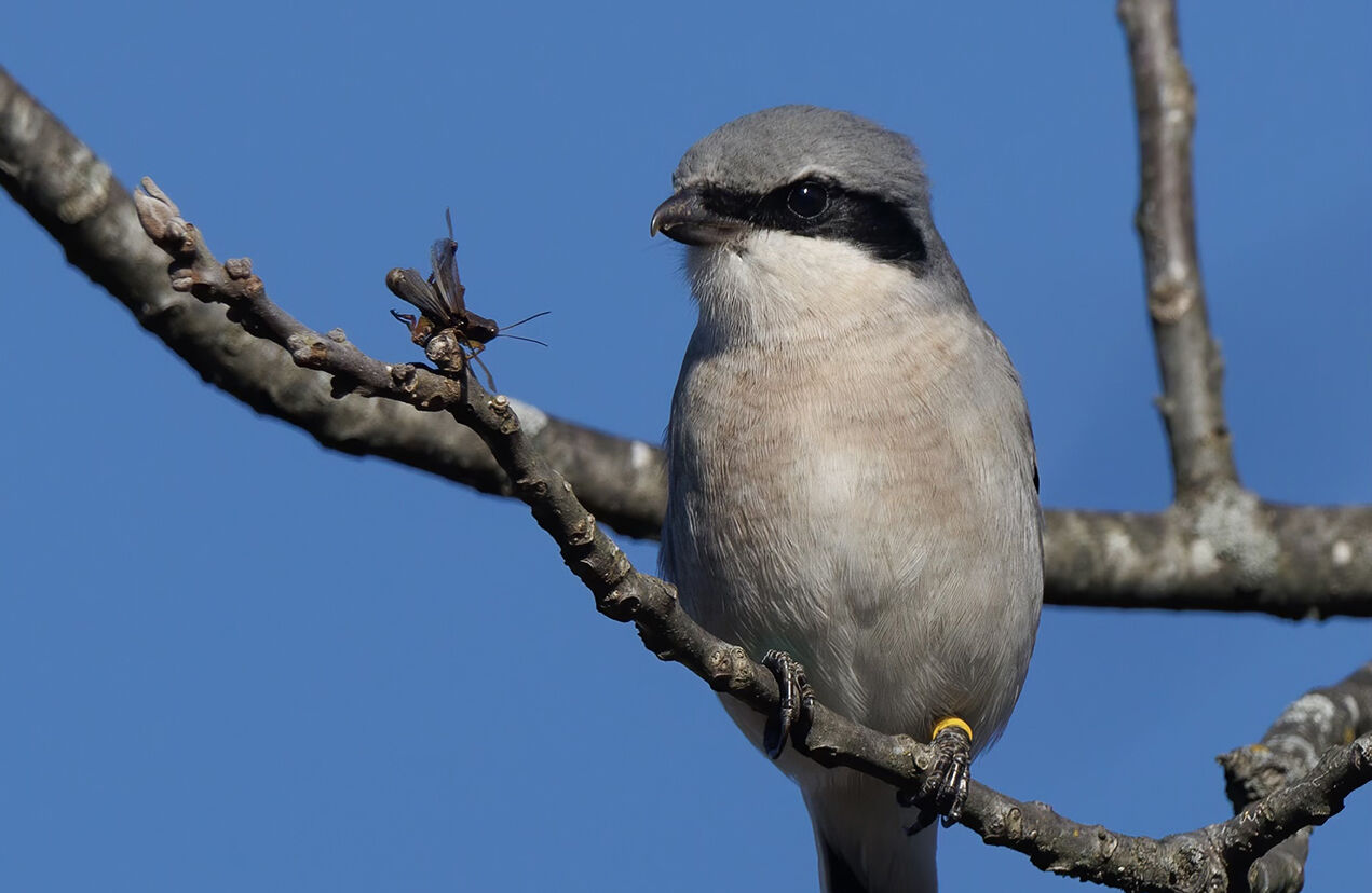 Increasingly rare 'butcherbird' makes an appearance in Maryland