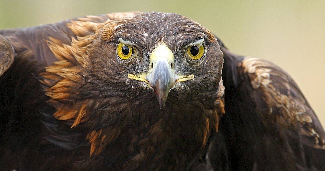 First land-based wind farm in Virginia nears completion – raises concerns for golden eagles