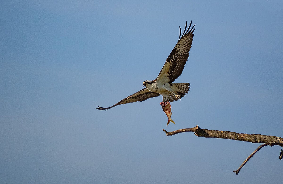 dead by daylite compatibility osprey The mysterious case of disappearing Chesapeake ospreys | Chesapeake Born