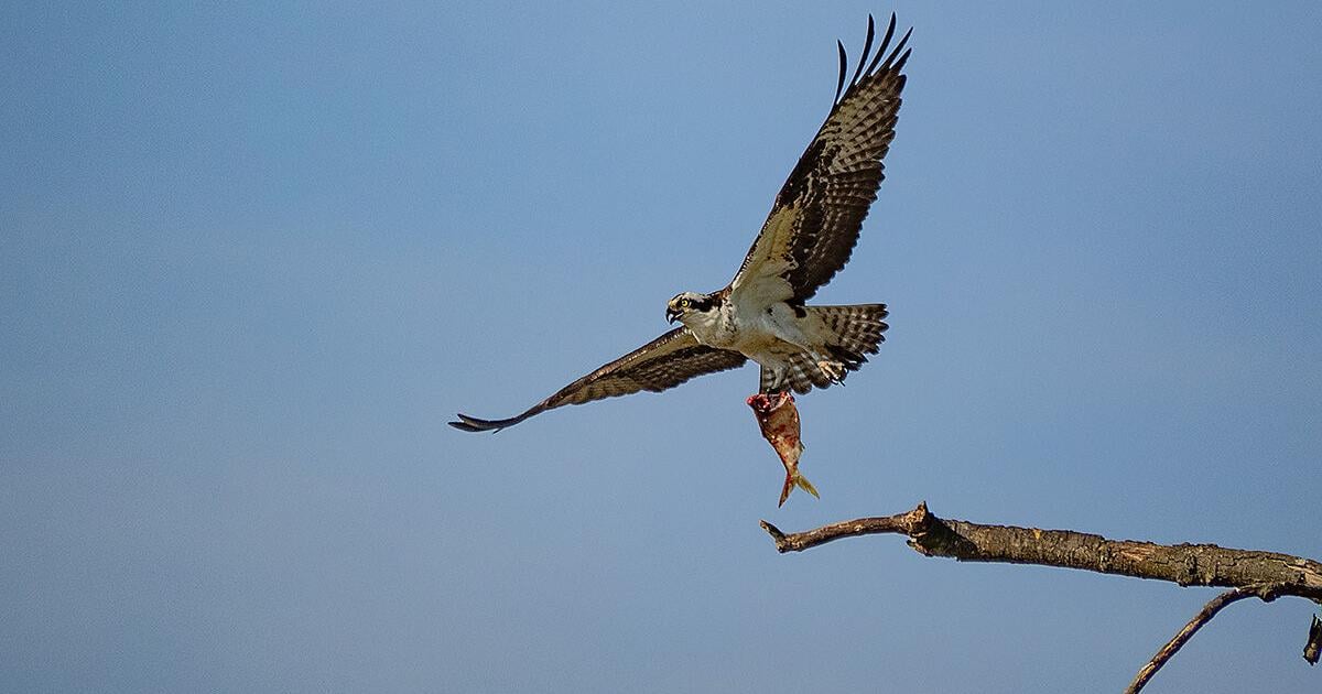 The mysterious case of disappearing Chesapeake ospreys