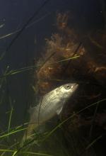 Striped bass underwater
