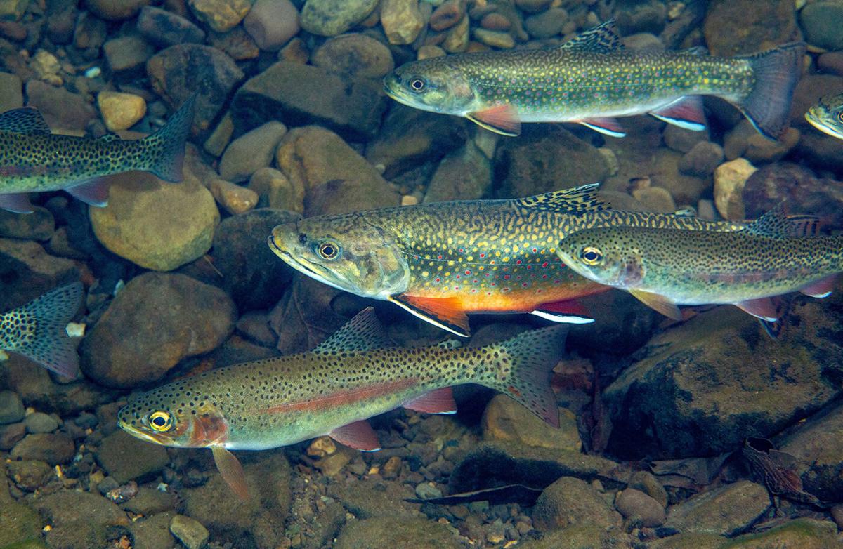 A healthy brook trout population equals a healthy stream, Bay Naturalist