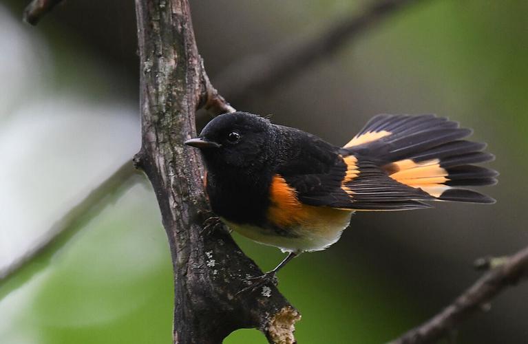 Start the season with the flashy, colorful American redstart | On the ...