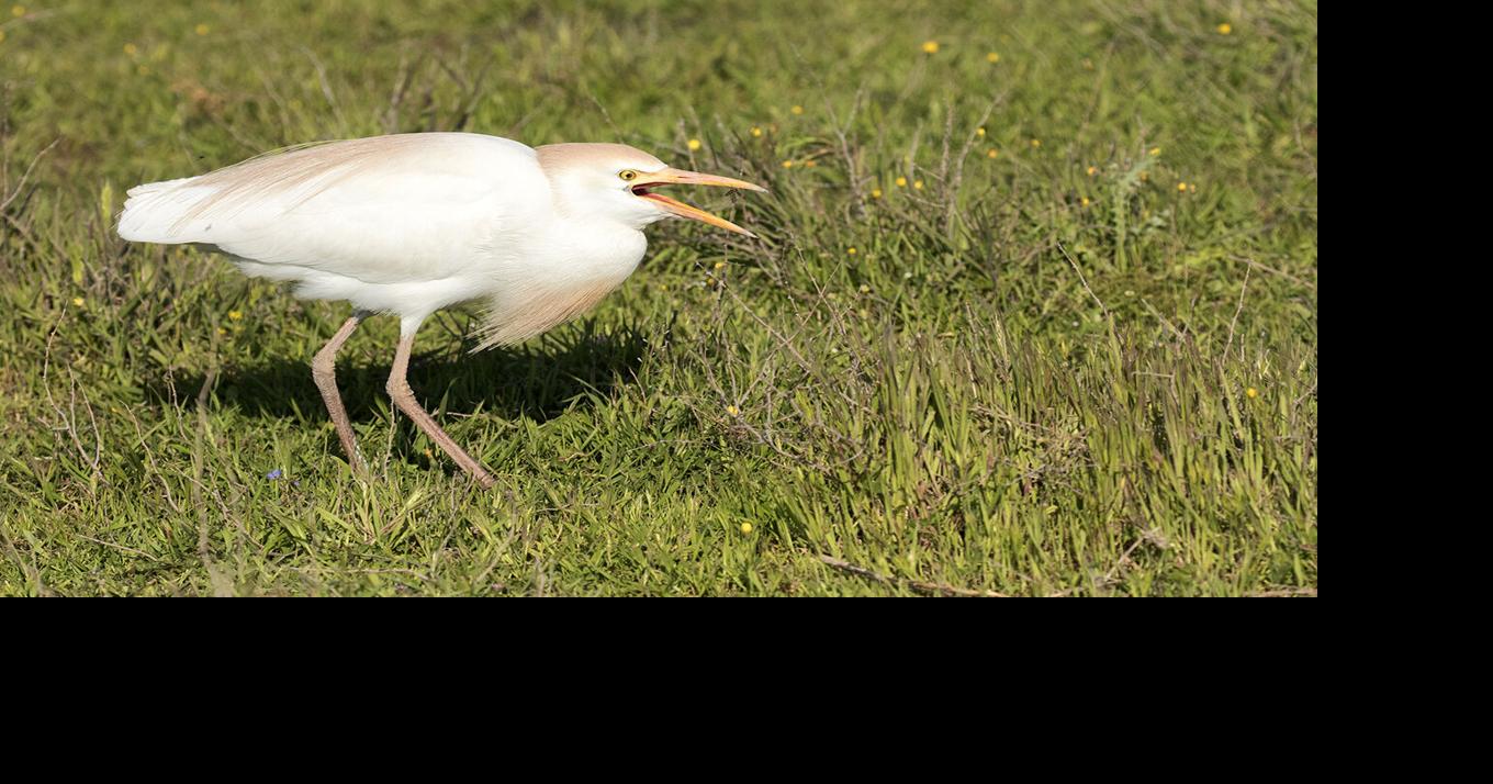 Meet the western cattle egret, conqueror of continents