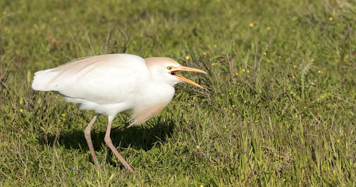 Meet the western cattle egret, conqueror of continents