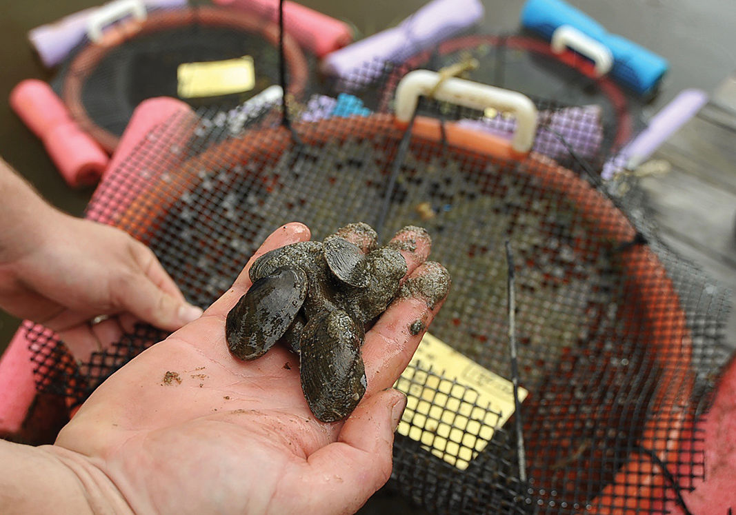 Freshwater bivalves flexing their muscles as water filterers ...