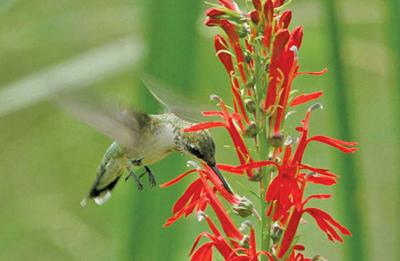 The ruby-throated hummingbird | Chesapeake Challenge | bayjournal.com