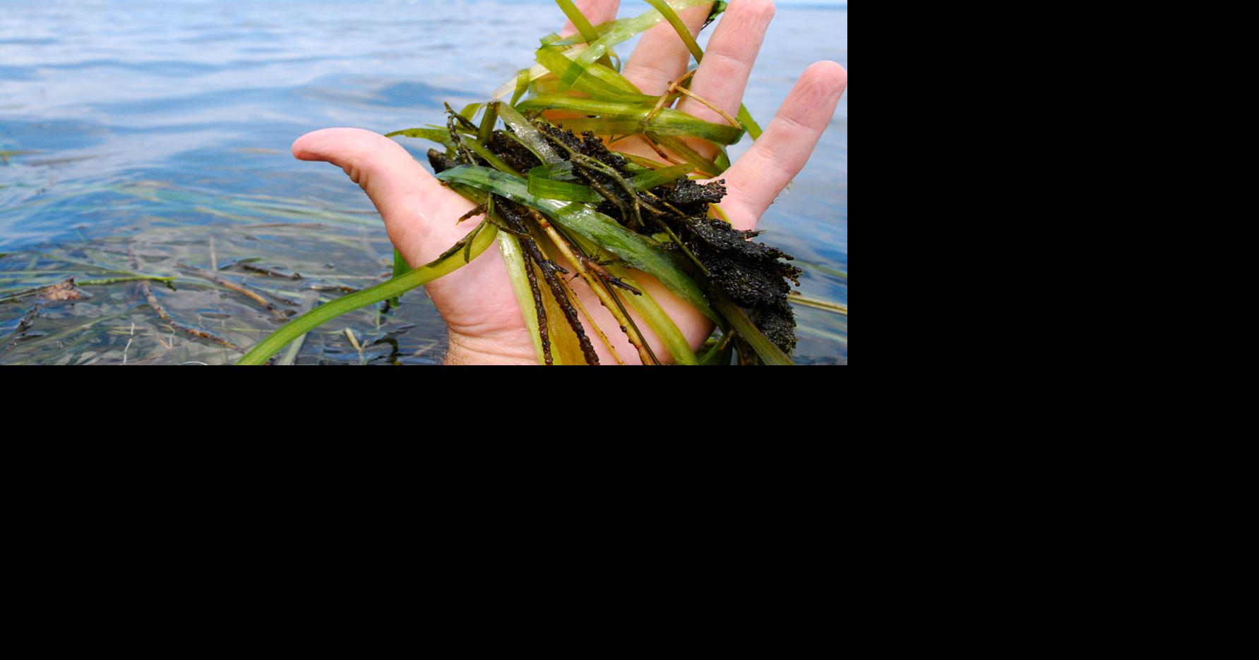 Photograph accompanying Saltier water supplied every acre of the Chesapeake's 2025 grass gain