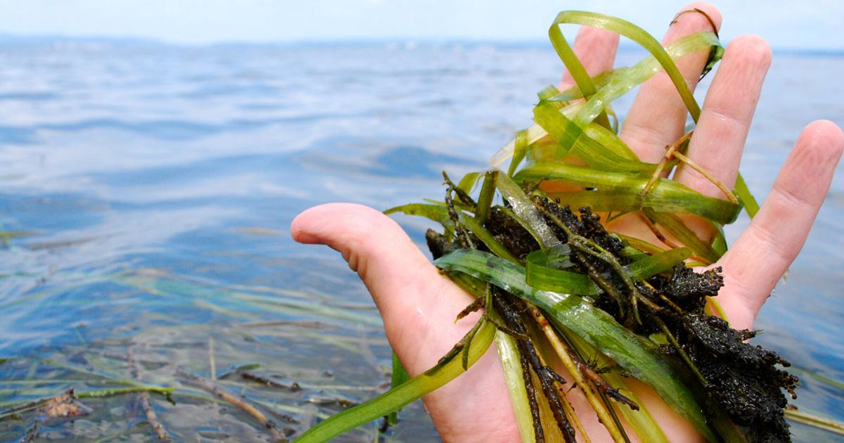 Photograph accompanying Saltier water supplied every acre of the Chesapeake's 2025 grass gain