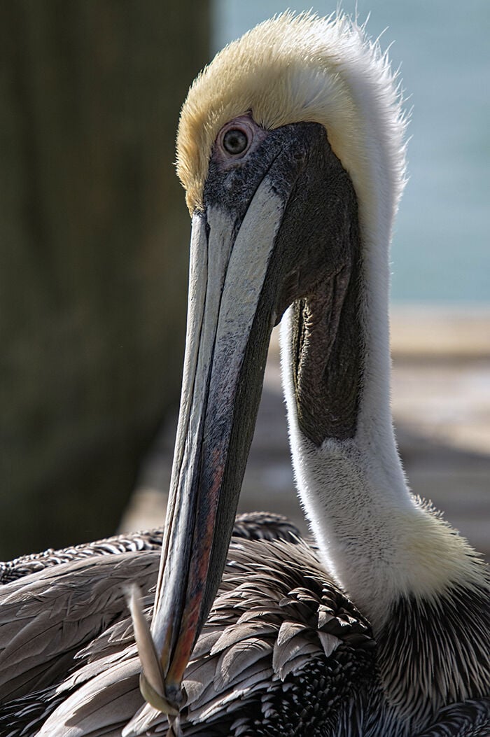 Intervention brings brown pelican back from the brink | Bay Naturalist | bayjournal.com