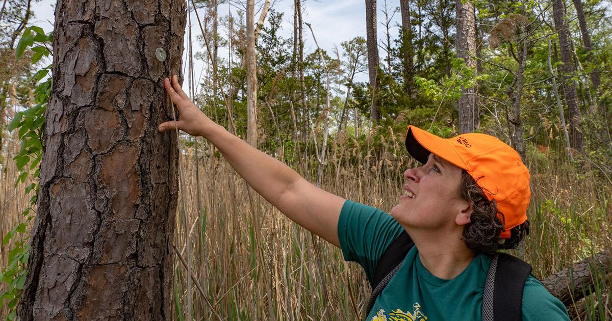 As coastal woodlands as succumb to saltwater, scientists study the causes and the pace