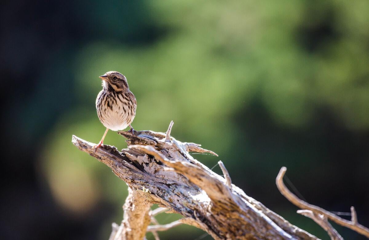 If The Song Sparrow Is Singing It Must Be Summer On The Wing Bayjournal Com
