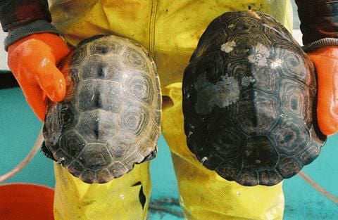 Terapent Shell Terrapin: Out of the pots and into the fire | Wildlife & Habitat ...