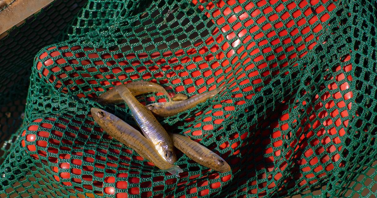 Plan to clean up toxic hot spots in DC's Anacostia River faces upstream threats - The Chesapeake Bay Journal
